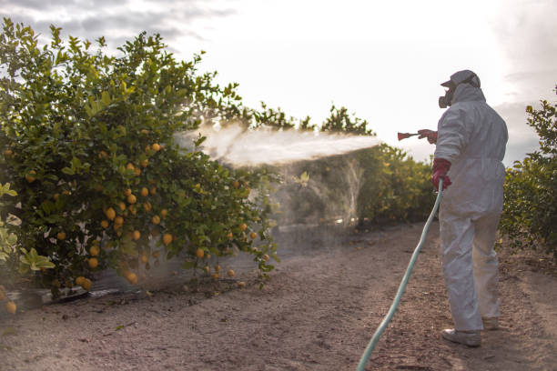 Best Rat Extermination Near Me  in San Marino, CA