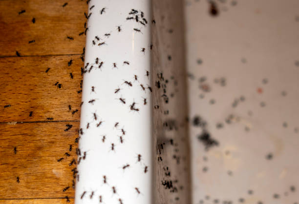Best Wasp Removal Services  in San Marino, CA