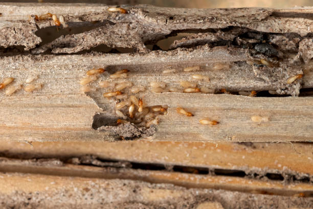 Best Affordable Pest Control Services  in San Marino, CA