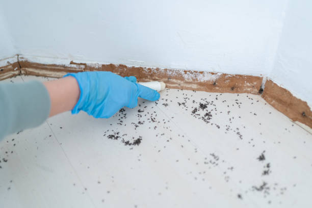 Best Local Pest Control Services  in San Marino, CA